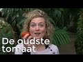 STE - De oudste tomaat | Het Klokhuis