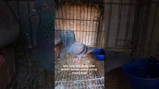 Download lagu Inbreed Alternative mp3 Download lagu Inbreed Alternative mp3