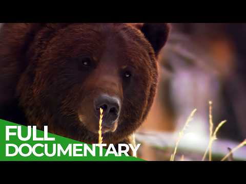 Grizzly A Yellowstone Story