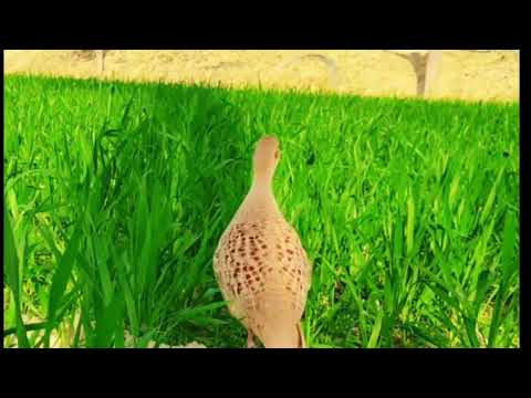 Grey Partridge Male Sound /Female Teetar Awaz / Grey Tetar Voice /Francolin Pair voice | Awaaz