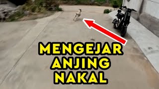 Download lagu MENGEJAR ANJING GALAK!! DI PERKAMPUNGAN DENGAN MOTOR mp3