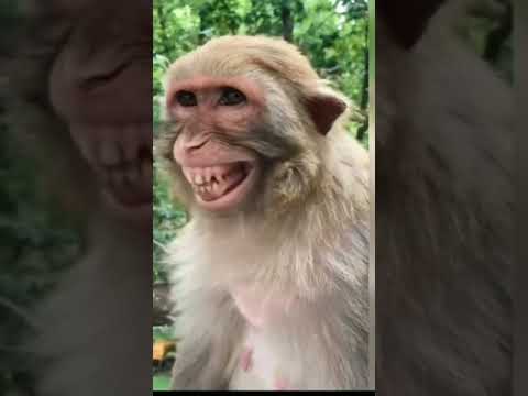 Melhor vídeo engraçado | de macaco  | vídeo viral | Tik tok curto Tik tok viral video #shorts