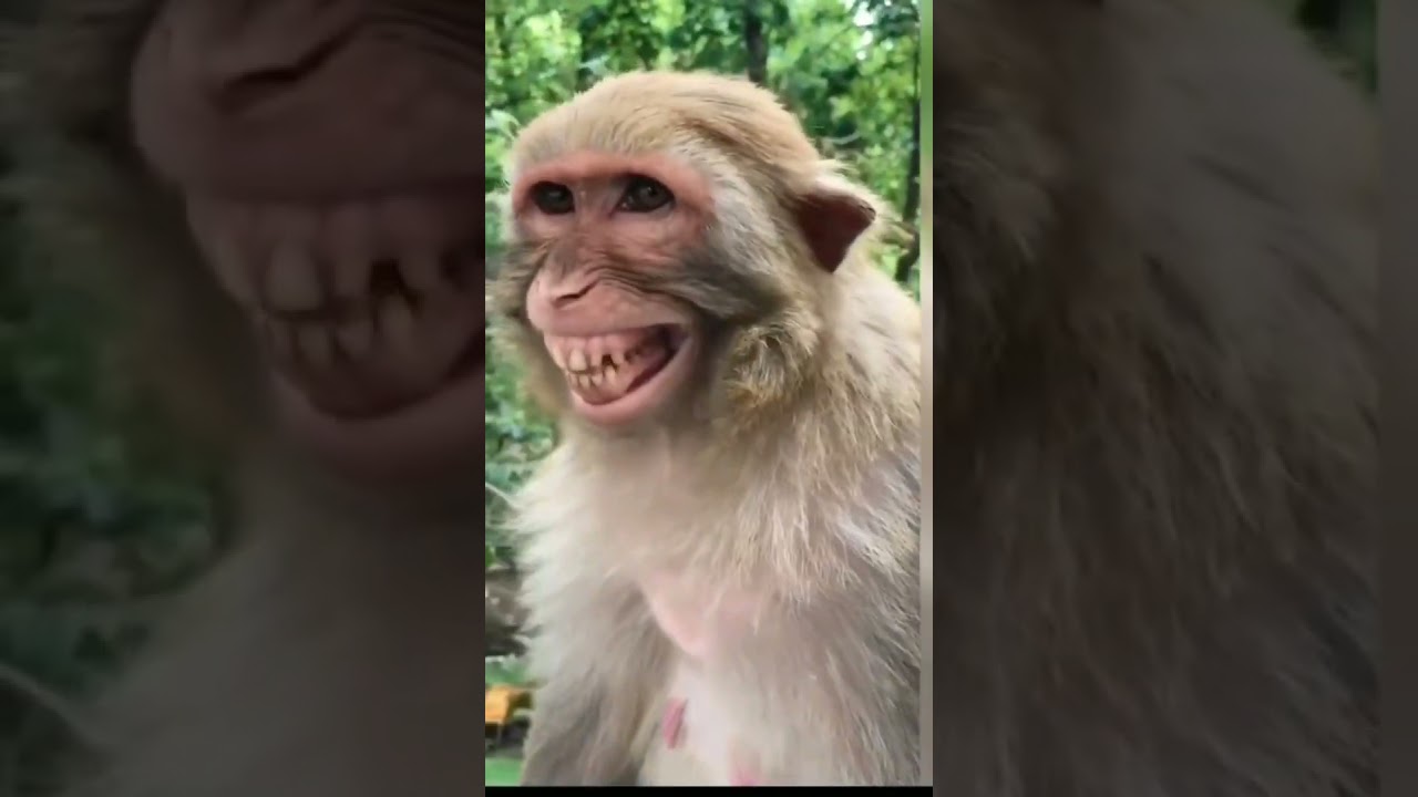 Melhor vídeo engraçado | de macaco | vídeo viral | Tik tok curto Tik tok viral video #shorts
