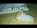 Top 5 Mouse