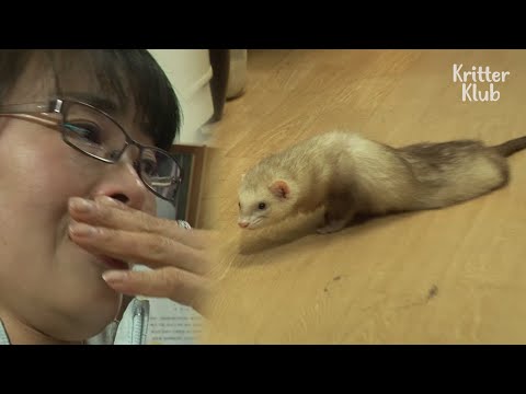 , title : 'Ferret’s Bullied For Being Paralyzed And Unable To Walk | Kritter Klub'