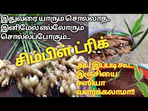 இஞ்சி வளர்ப்பது எப்படி?  Ginger planting at home in tamil.