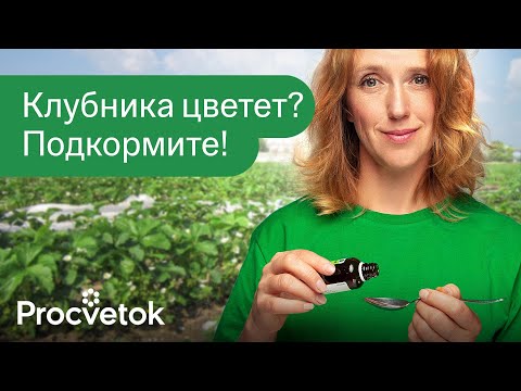 ВСЕГО 1 ЛОЖКА ПОД КЛУБНИКУ! Внесите во время цветения под куст, и она завалит крупными ягодами