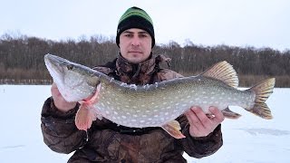 Жерлицы разрешенное количество