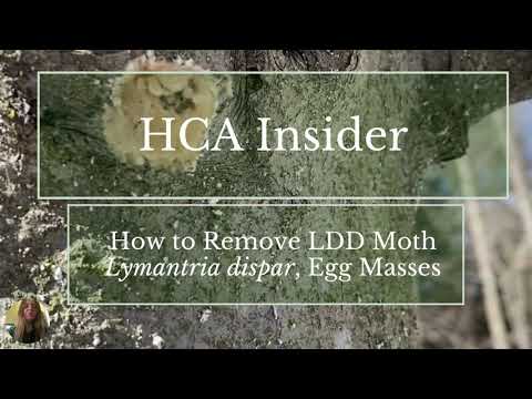 Spongy Moths and Controlling Populations - Hamilton Conservation Authority