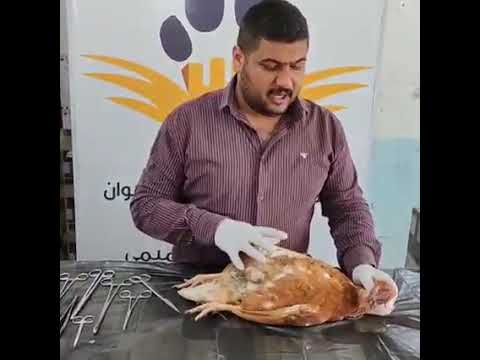 , title : 'مرض انفلونزا الطيور في الدجاج البياض مع الدكتور حسن التميمي 2021'