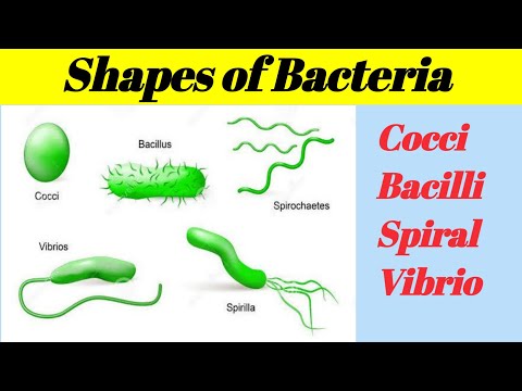 Shapes of Bacteria?| Cocci | Bacilli spiral | Comma | in detail