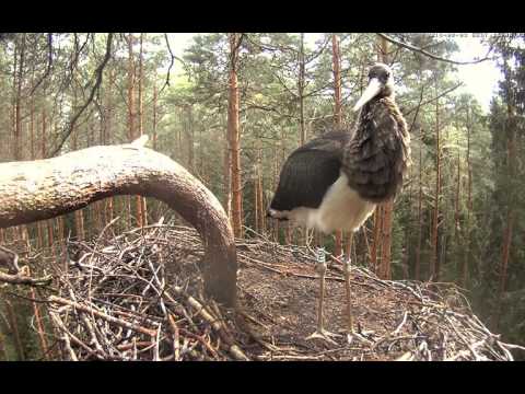 Estonian Black Storks ~ Kalli flew away,  2016-08-03, 11:08