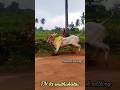 Vellore Eruthukattu Tamil Velloreeruthukattu Eruthukattu Vellore Vellore Eruthukattu