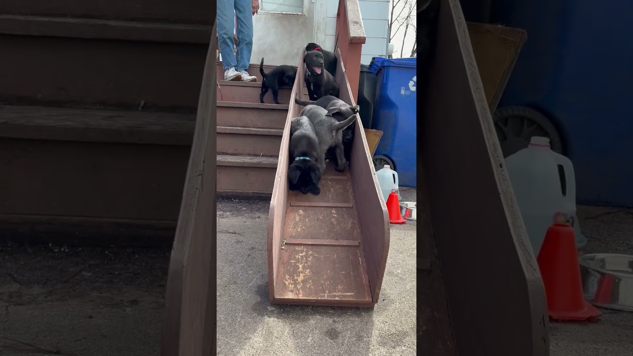 Enlarge Mahli (Choctaw), a ADOPTABLE mixed breed in Saint Paul, MN video 5/6