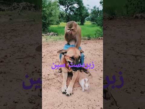 Dog and Monkey Game 🤩#dance #child #youtobeshorts