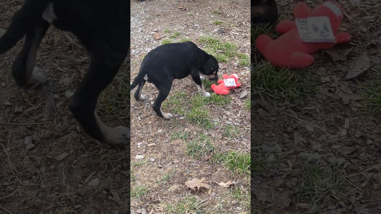 Whitt, a Adoptable mixed breed in Allentown, PA video 5/5