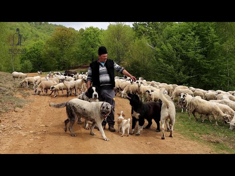 SÂMBRA oilor deasupra Coastii la stâna lui Nicu Pop | Slujba de sfințire a OILOR și a STÂNII Ep.1