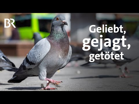 Tauben, Ratten und andere Tiere in der Stadt: Vom Umgang mit Problemen | UNKRAUT | BR