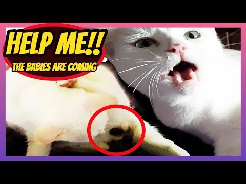 OUR CAT WANTS TO BE WATCHED WHILE GIVING BIRTH