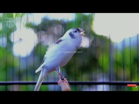 WARNING: Your canary may sing non-stop after this! | Canary's first song after molting