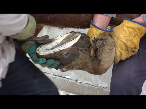 Iapa Neli la potcovit Marisel, Cluj Cu Mircea si Ardelean - 2020 Nou!!!