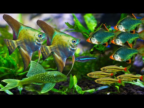 Green Fish For Your Aquarium: Some Uncommon Examples for Your Fish Tank!