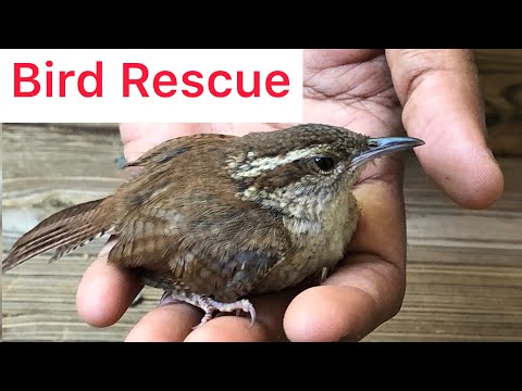 INJURED BIRD RECOVERY |Hand feeding shelter love RESCUE usa tamil one day routine vlog with pet|sms