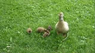 preview picture of video 'Baby Ducks with Greedy Mother'