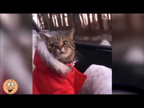 Мои милые КОТАУСИ и другие   #2