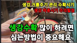 생강 이렇게 심으면 엄청 크고 굵은 생강을 많이 수확해요! #생강심는방법 #생강파종하는방법 #생강재배 #생강…