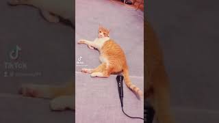 Download lagu Kucing Kaget Sama Kentut Sendiri mp3