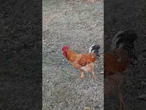 28 de junio de 2025  Gallo El Trebol Santa Fe Argentina