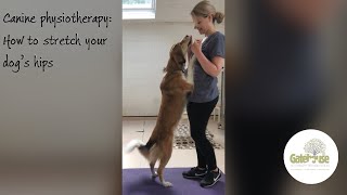 Canine Physiotherapy: How to Stretch your dog