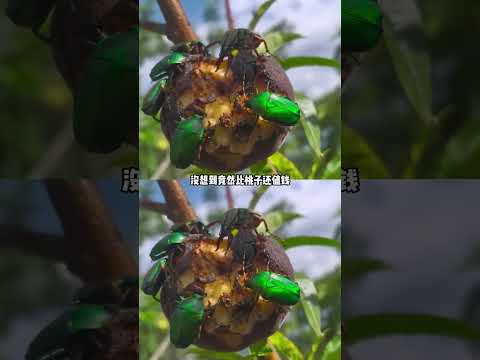 这简直是老天爷赏饭吃#桃 #甲虫