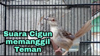 Download lagu Ciblek gunung mana yang nggak akan ikut bunyi jika dengar suara cigun ini mp3
