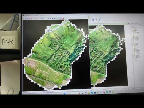 自然なプライバシー スクリーンを再現したい場合、死んだトゥジャを何で置き換えることができますか?あなたのための5つのオプション  庭園