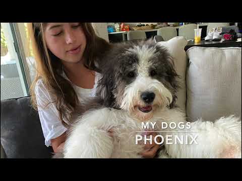 Alessandra Gesiotto Brand Story COM 490