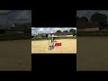 Gelding Thoroughbred For sale 2018 Bay