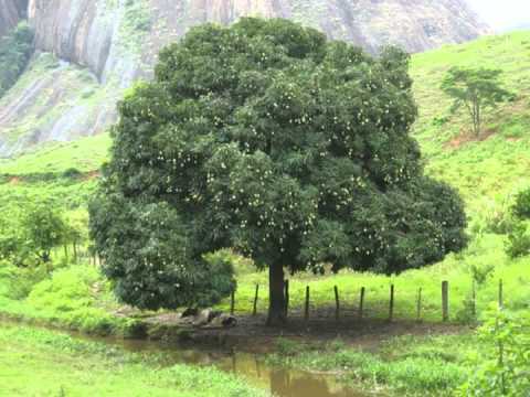 Meu Sítio, meu paraíso -  Zé do Rancho e Zé do Pinho
