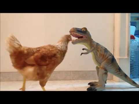 Chicken Vs T-Rex