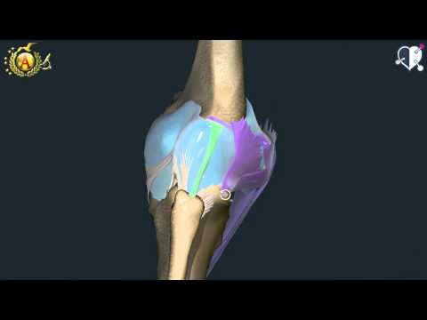 Locomotor System 41: Knee Joint