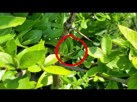 Blackberry Jam Fruit Bush/Tree (Randia formosa) Flowering for the First Time - 7/28/2021