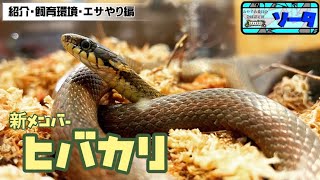 【新メンバー】ヒバカリの紹介＆飼育環境＆エサやり編！〜ソータの生き物部屋ヘビ飼育編〜