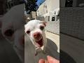 Niki Missed To The Kuchi Kuchi Koo Angrychihuahua Chiuahua Mreviatar Kuchikuchi Nikiozeri