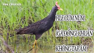 Download lagu Bẫy cúm núm (gà đồng) file tiếng bẫy cúm núm (gà đồng) chuẩn nhất không tạp âm mp3 Download lagu Bẫy cúm núm (gà đồng) file tiếng bẫy cúm núm (gà đồng) chuẩn nhất không tạp âm mp3