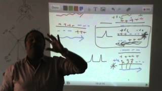 Dr.Mohammed Ameen - ECG (2)