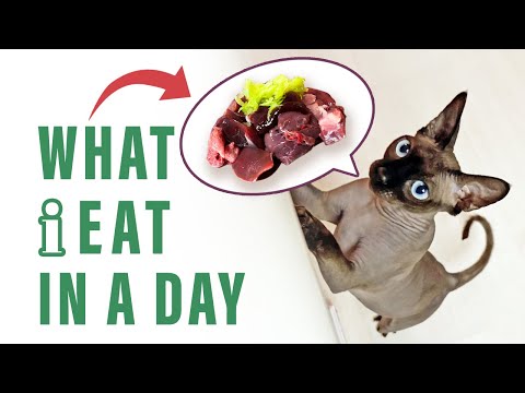 WHAT I EAT IN A DAY | RAW MEAT FOR CATS