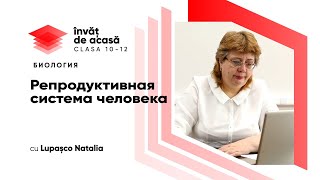 "Репродуктивная система человека"