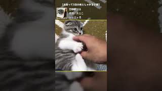 【癒し動画】出会って3日の男とじゃれる子猫【召喚獣はる短編】