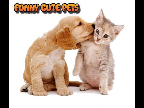 Cute Funny Pets-MyLife By-Akila-Funny Cracks #3